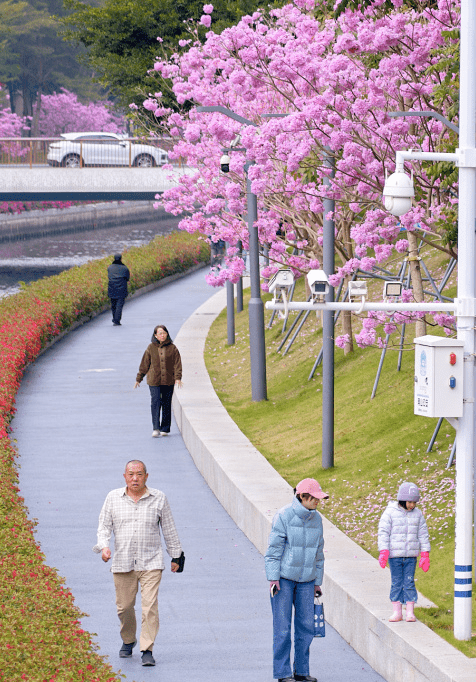 漫步在深圳的街頭巷尾，處處花團錦簇