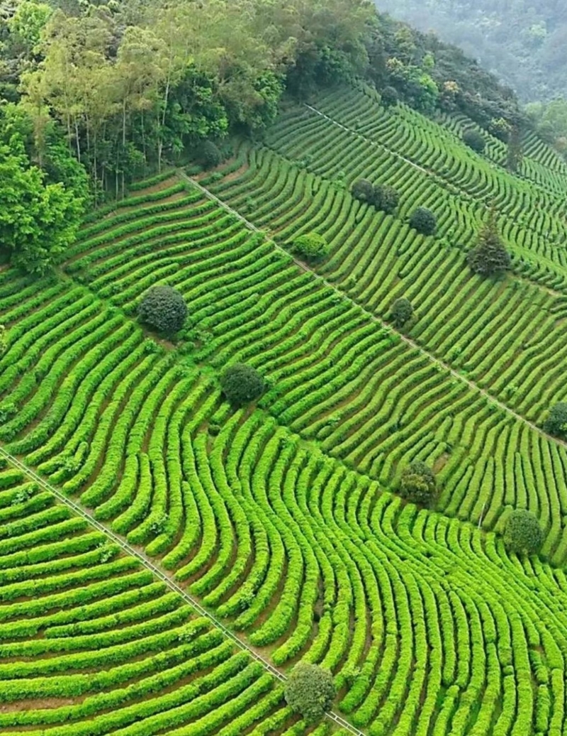 雁南飛茶田景區(qū)